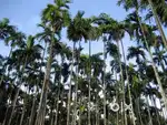 12 cents Agriculture land for sale good for investment easy road acces