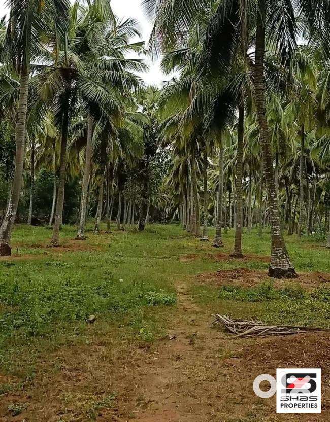 Farmland for sale in Kozhinjampara, Palakkad