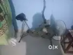 Fitness machine in good condison