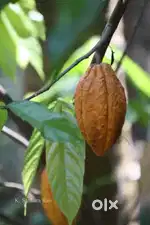 വീടും സ്ഥലവും വില്പനക്ക്