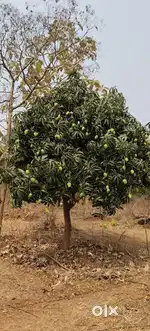 Mango + Mixed Fruit Plantation Farm Land Open Plots  Sale @ Bibinagar