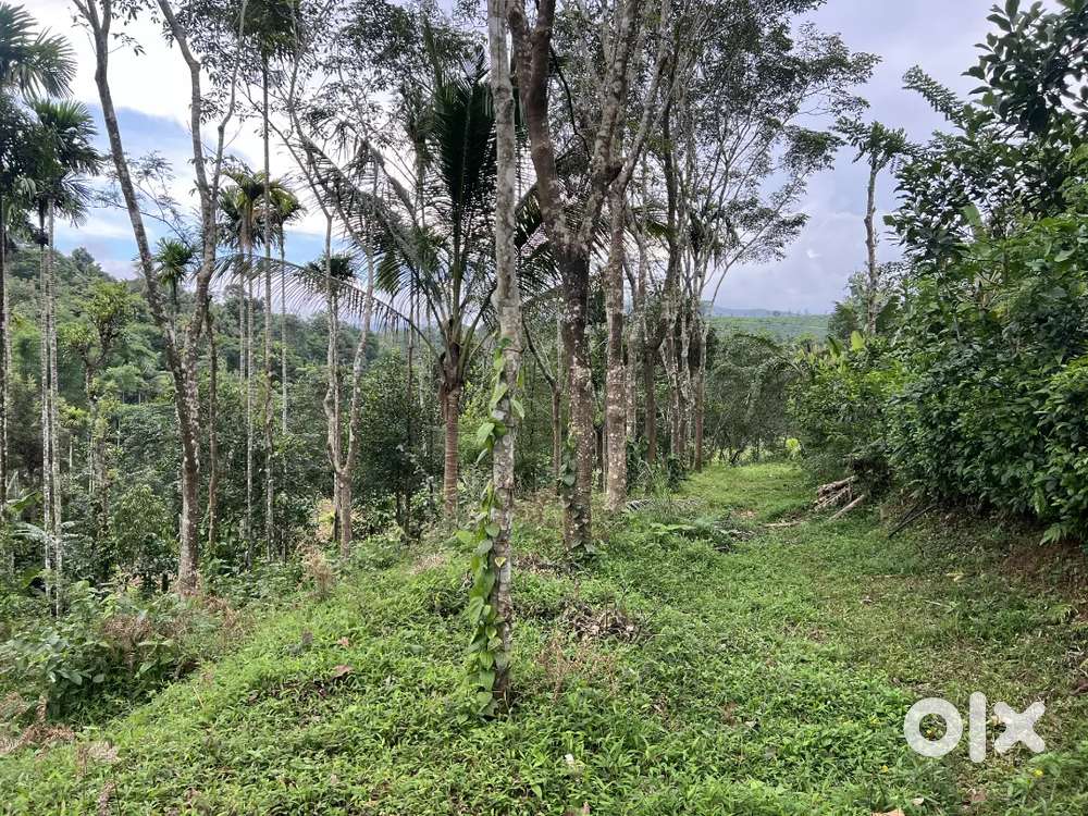 25 CENT HOUSE PLOT FOR SALE IN MANANTHAVADY