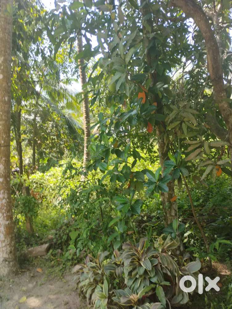 Property near cherakode, pappanur shiva temple