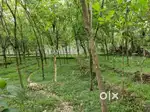 50 cents land for sale