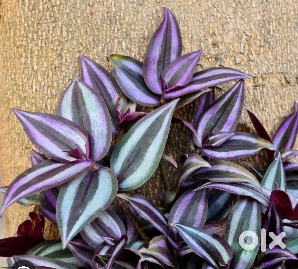 Wandering jew terrarium plant, hanging plant