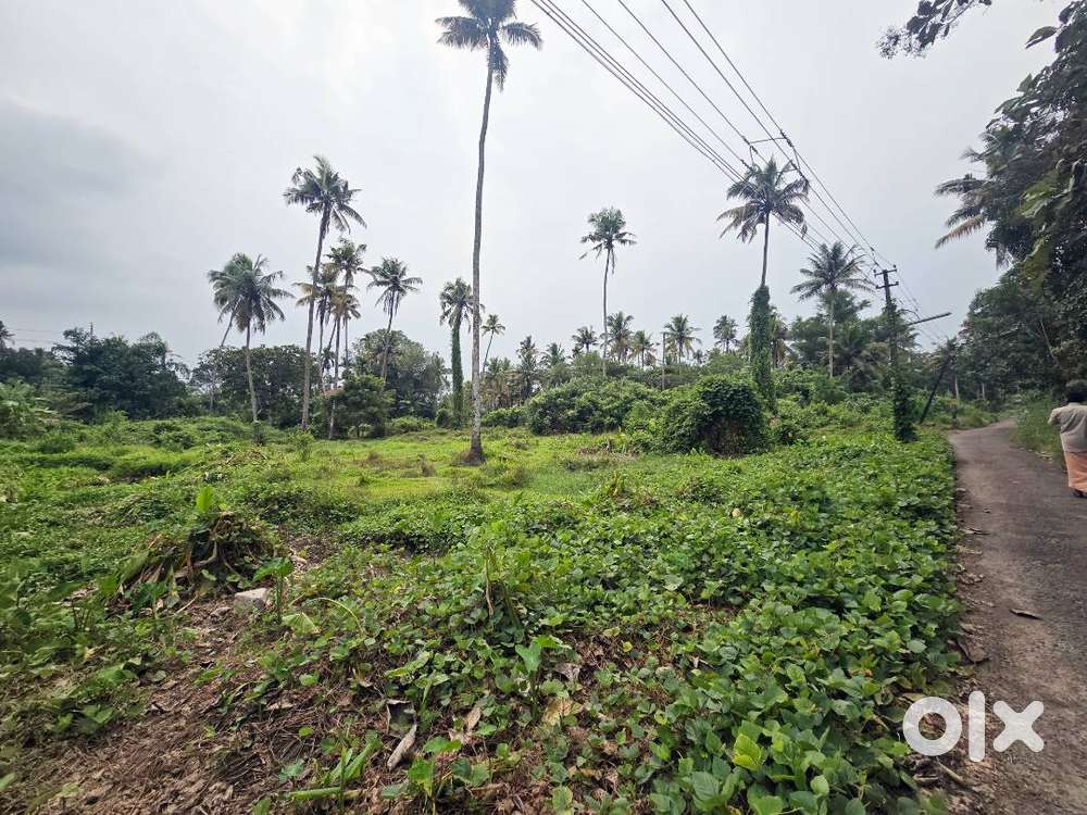 1 Acre Purayidam Land for Sale Thathappilly, Near Varapuzha