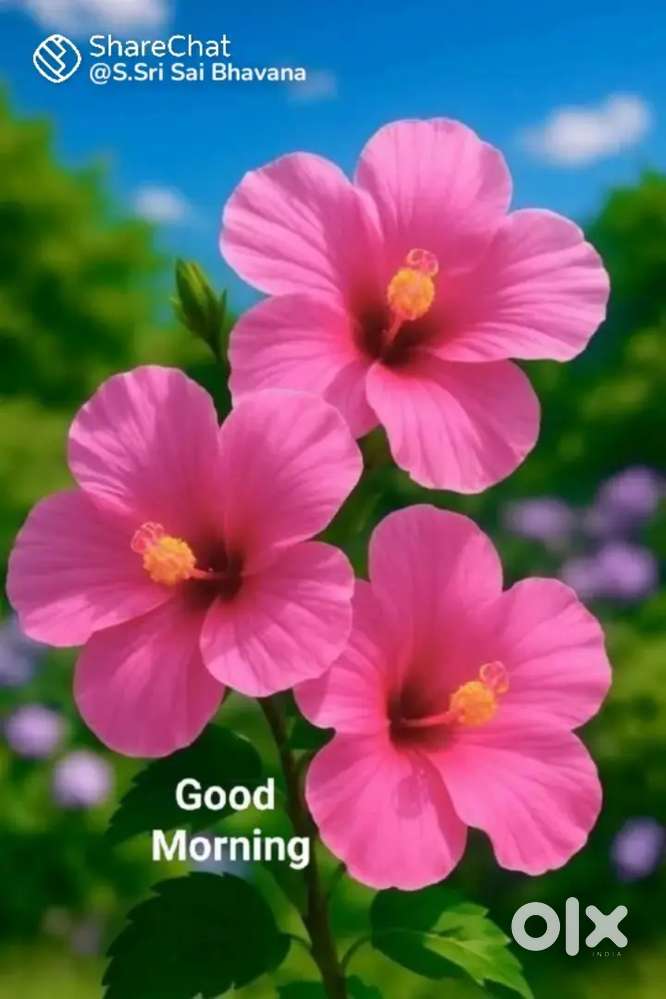 Next level, best land