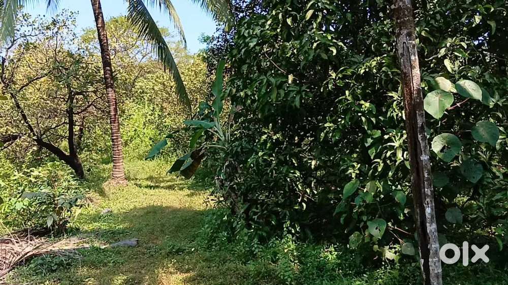 For Sale 20 acre Agriculture in Sawantwadi