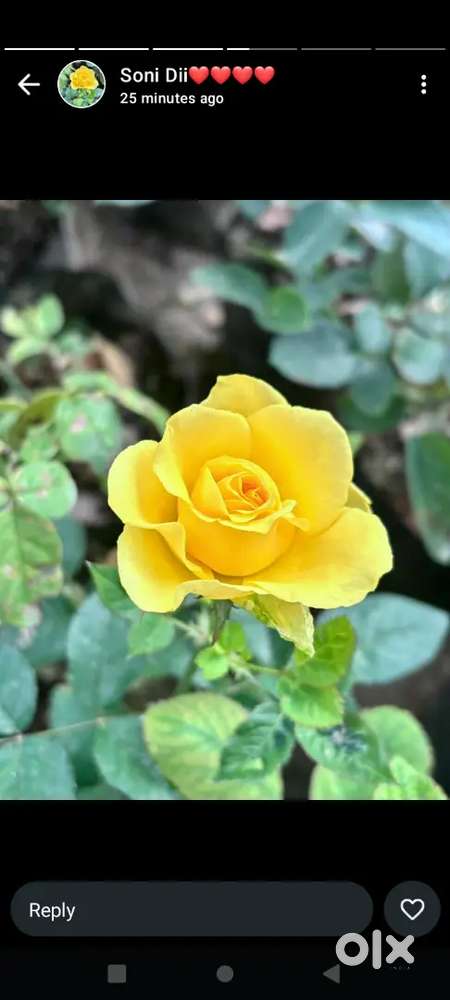 Teacher for science, social sciences subject, Hindi , english