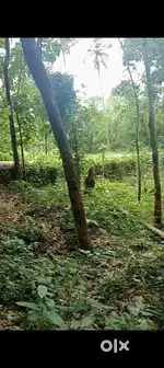 Rubber estate for sale