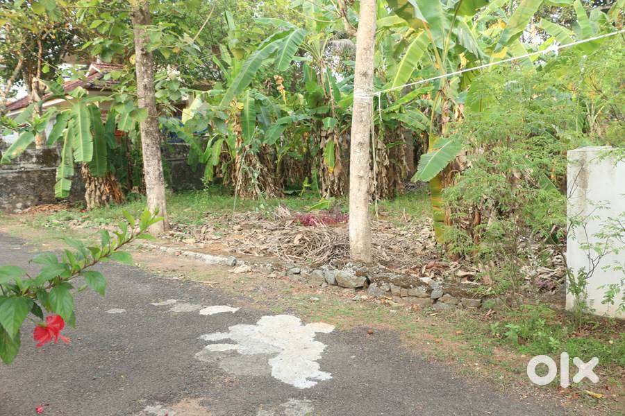 House plot 8.6 cent near Adichira -Thellakom 3.5 lakh/cent