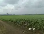 1 acer farming land in KANCHIKACHERLA