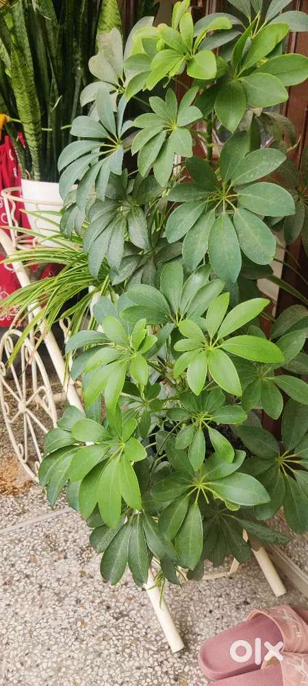 Varieties of Plants home grown