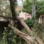 Neem tree -1 and fire woods 600kg(app)
