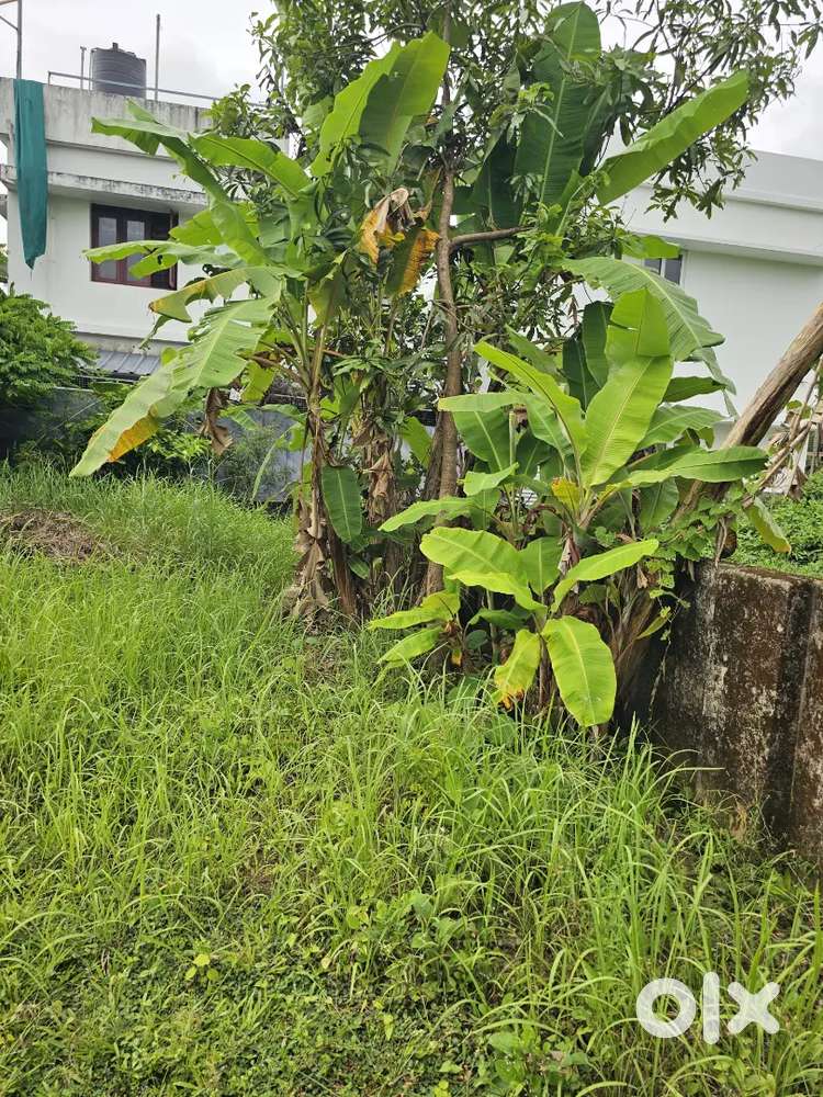 7Cent Residencial Plot For Sale Eroor Near Thrippunithura.