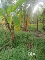 17 CENTS HOUSE PLOT WITH ROAD ACCESS NEAR EDAYIL PEEDIKA