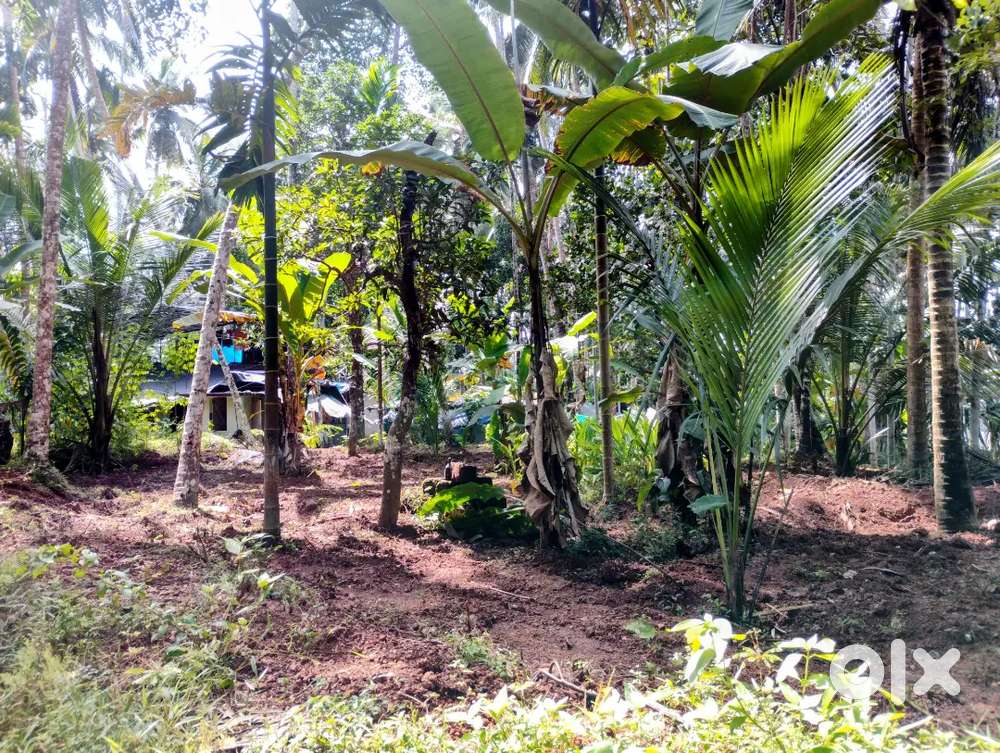 Good plot for building house and for agriculture