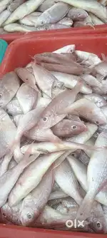 Fish cutting jop