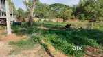 3, 5 CENTS RESIDENTIAL PLOT SALE IN SALIGOPTHRA THERUVU BALARAMAPURAM