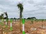 Red Sandle Wood Farm