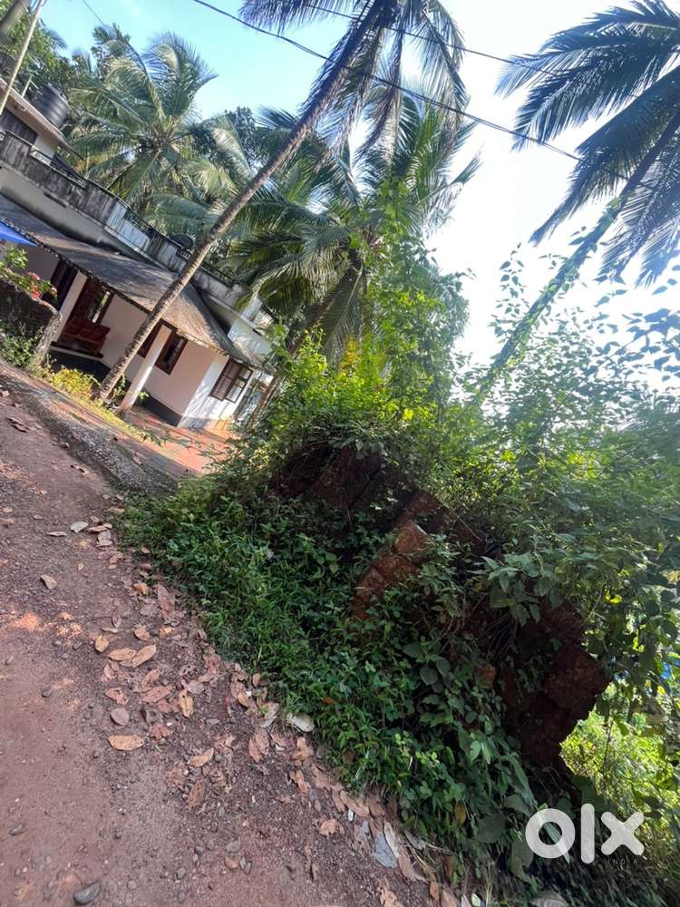 7 cent veed vekkanulla plot vilpanakk