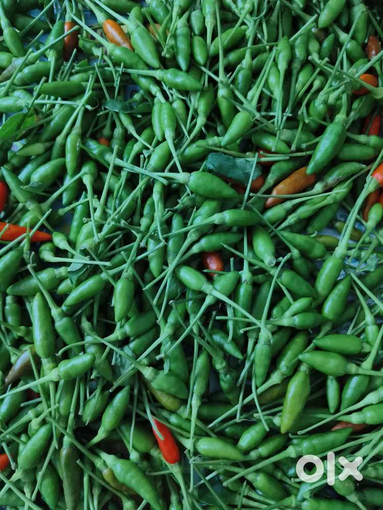 Premium kanthari Mulaku or Bird's Eye Chilli