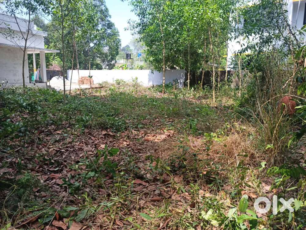 അമ്പനാകുളങ്ങര ഞാൻഡ്രിക്കൽ ക്ഷേത്രം അടുത്ത്7സെന്റ്‌ സ്ഥലം വില്പനയ്ക്ക്