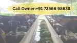 Dairy Farm for Sale in Kilimanoor Diary Farm For Rent in Kilimanoor
