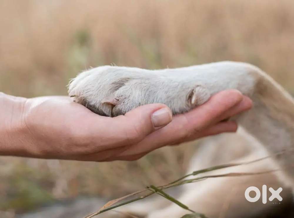 Exotic Pet Farm Care Taker
