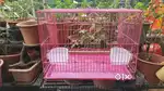 Bird Cage Pink color