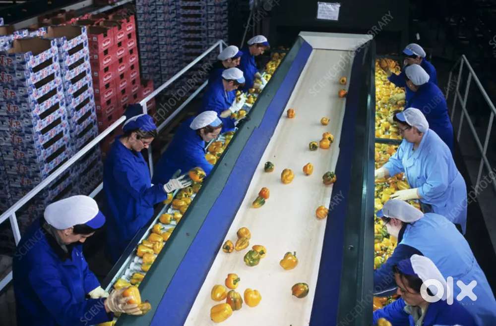 वेयर हाउस में पैकिंग / हेल्पर / के लिए डायरेक्ट ज्वाइनिंग