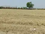 Agricultural Land Sale 9000000/Acre