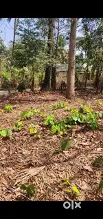 House plot 10 cent PARAMBU for sale in mundur