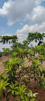 Urgent Sale Low Budget Farmland Sale in Othakaalmandabam