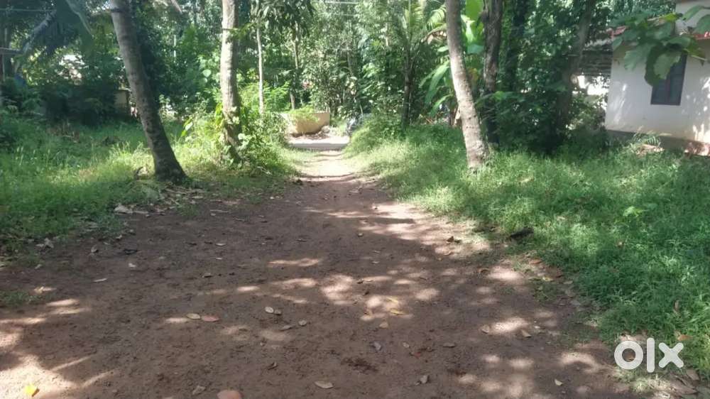 28 CENT SQUARE PLOT AND 2 HOUSES FOR SALE IN NEDUNGOLAM.