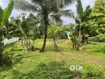 അങ്കമാലിയിൽ 30 സെന്റ് സ്ഥലം വില്പനക്ക്