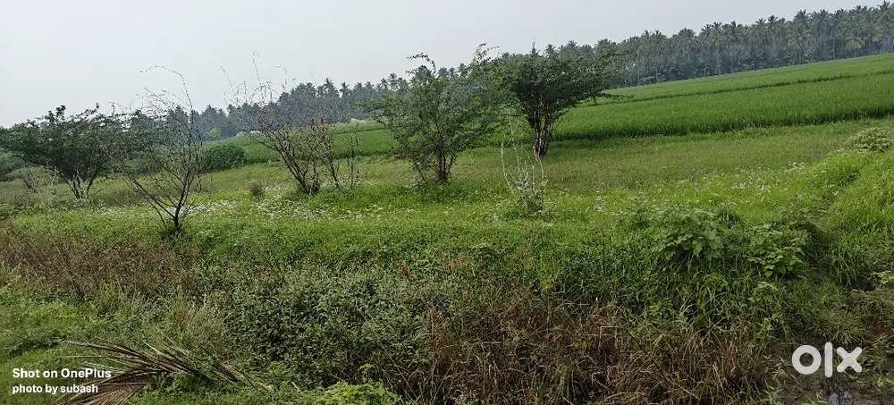 Near pettavaithalai ,