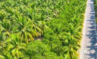16 Guntas Coconut Farm land for sale with Thar Rd Approach