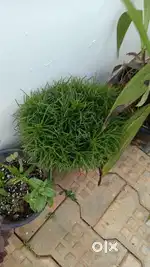 Plants sale 200/-
