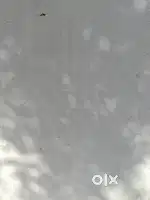 Near say hello sincity