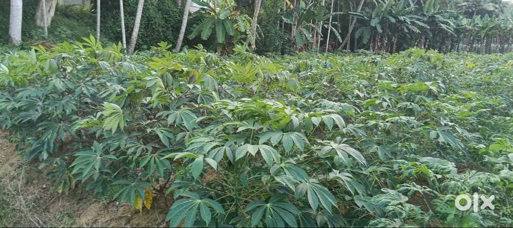 36 CENT PLOT FOR SALE AT UDIYANKULANGARA,NEYYATINKARA