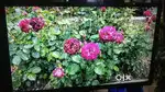 LG 32led Tv very excellent condition for sale absolutely Good
