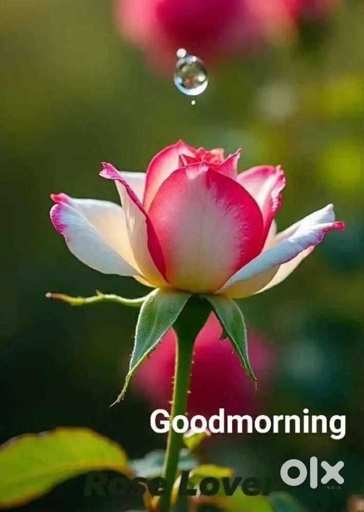 Flat for rent at Kirlampudi layout