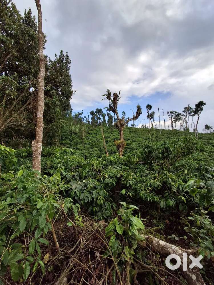 5 Acres coffee plantation near Mudigere
