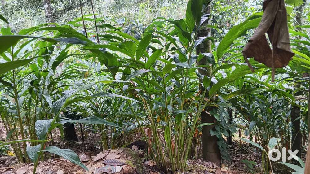 Pattayam 1.70 acre cardamom