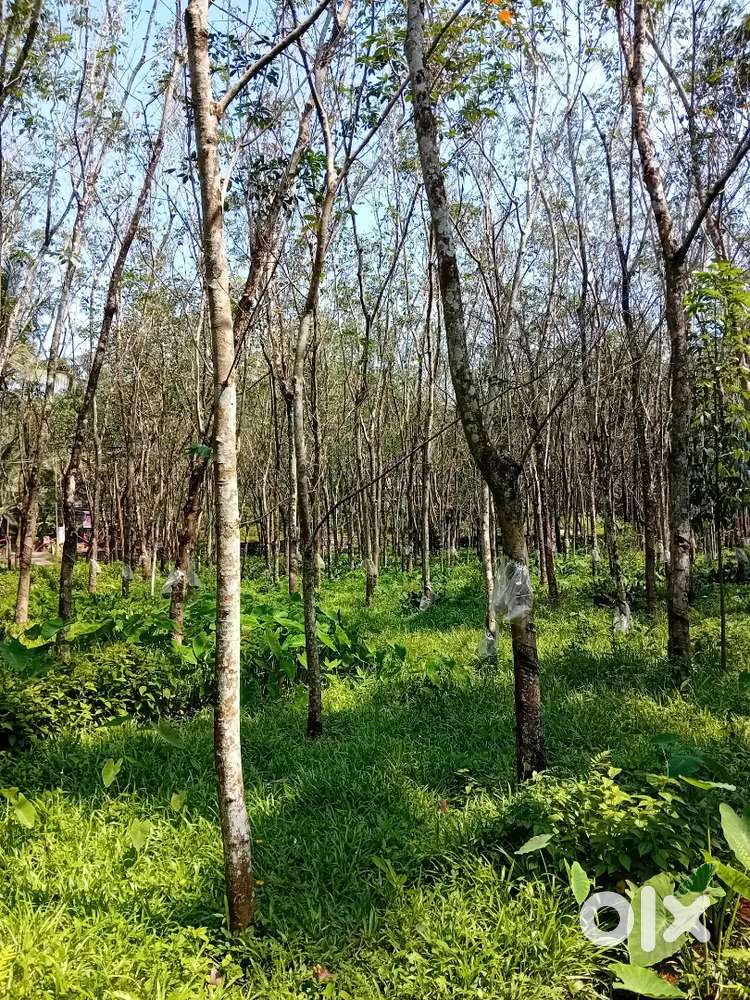 റബർ സ്ലോട്ടർ കൊടുക്കാൻ ഉണ്ട്