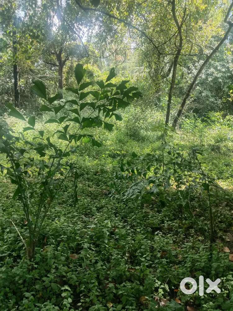 Thrissur aranattukara near 6+6+7 cent plot for sale per cent 6 lakh