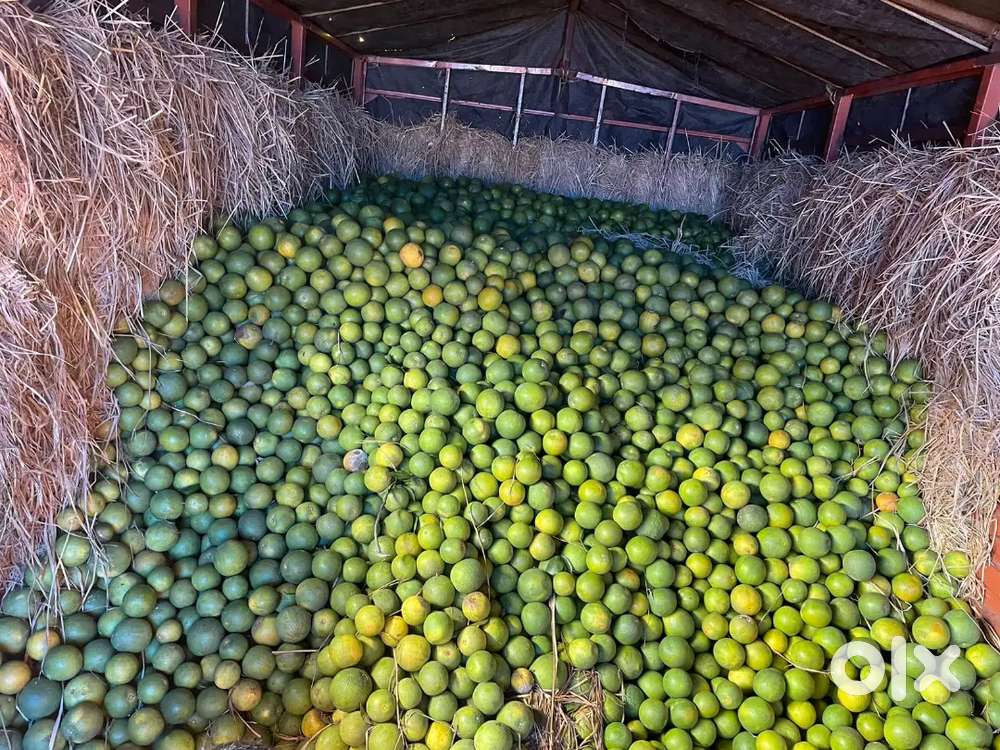 Smart Munsi (Manager)  to earn money in Fruit Mandiee Siliguri