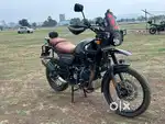 Black himalayan with Vip number