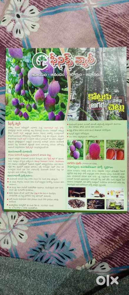 pheonix farm land 111 square yard -111 - 500000 rupees